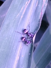 Polyrhachis dives