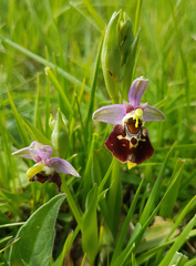 Ophrys fuciflora
