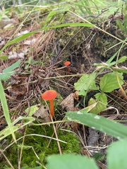 Hygrocybe cantharellus