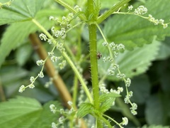 Urtica gracilis