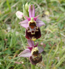 Ophrys fuciflora