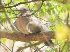 Patagioenas picazuro