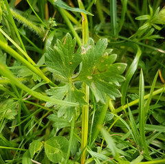 Ranunculus bulbosus