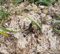 Cantharis rustica