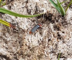 Cantharis rustica