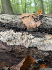 Radulomyces copelandii