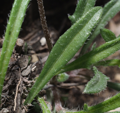 Tridax coronopifolia