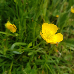 Ranunculus bulbosus