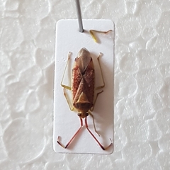 Pantilius tunicatus