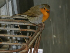 Erithacus rubecula
