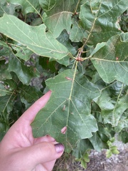 Quercus ilicifolia