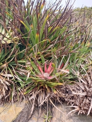 Fascicularia bicolor bicolor