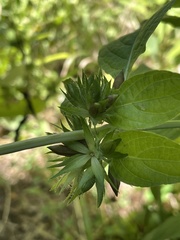 Triosteum aurantiacum