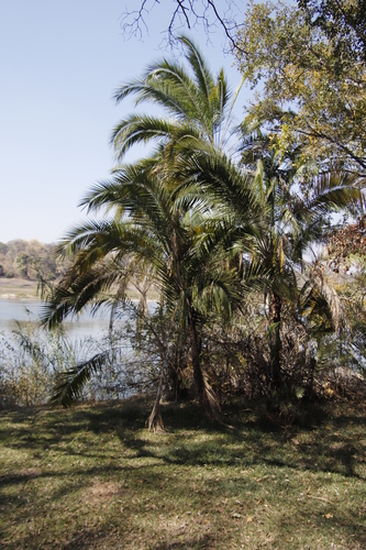 Phoenix reclinata image