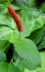 Acalypha