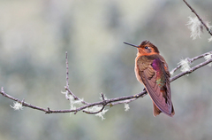 Aglaeactis cupripennis