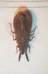 Aradus cinnamomeus