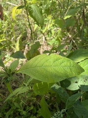 Triosteum aurantiacum