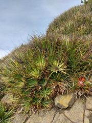 Fascicularia bicolor bicolor