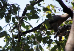 Corythaixoides concolor