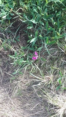 Lathyrus latifolius