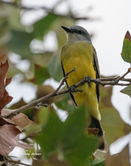 Tyrannus melancholicus