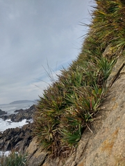 Fascicularia bicolor bicolor