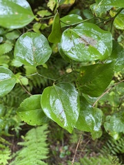 Smilax glauca