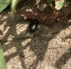Harpalus caliginosus