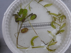 Potamogeton gramineus