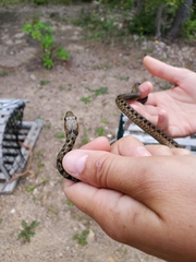 Thamnophis sirtalis pallidulus