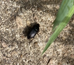 Harpalus caliginosus