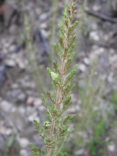 Wachtliella ericina