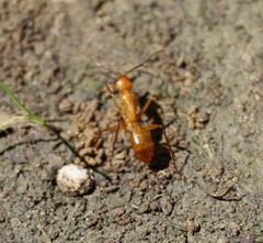 Camponotus castaneus