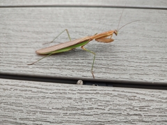 Tenodera