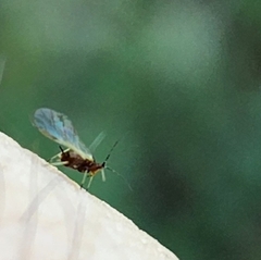 Macrosiphini