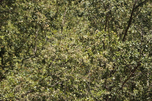 Image of Searsia quartiniana by (c) Tony Rebelo, some rights reserved (CC BY-SA)