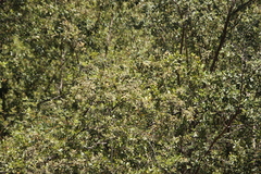 Searsia