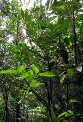 Euroschinus aoupiniensis