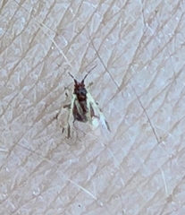 Macrosiphini