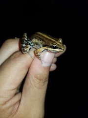 Leptodactylus albilabris