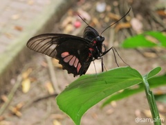 Parides zacynthus