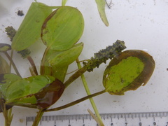 Potamogeton gramineus
