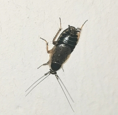 Ectobius sylvestris