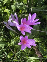 Colchicum