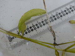 Potamogeton gramineus