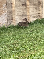 Lepus americanus