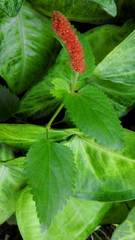 Acalypha