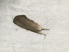 Hemiceratinae