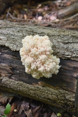 Hericium americanum